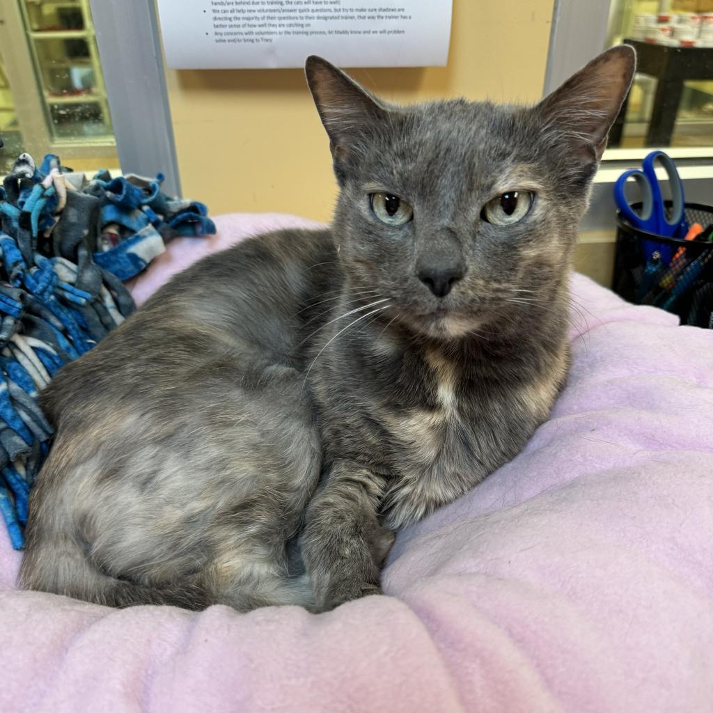 Enlarge Josie, a Adoptable Domestic Short Hair in Naples, FL image 3/3