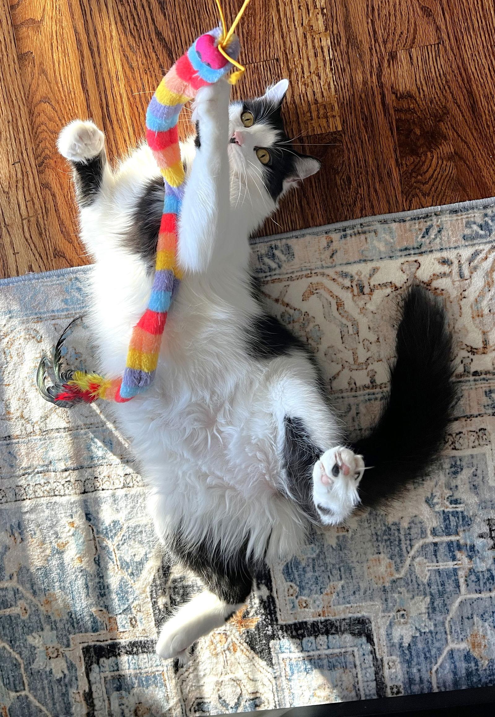 Enlarge Luna Bartley, a Adoptable Domestic Medium Hair in Shawnee, KS image 2/3