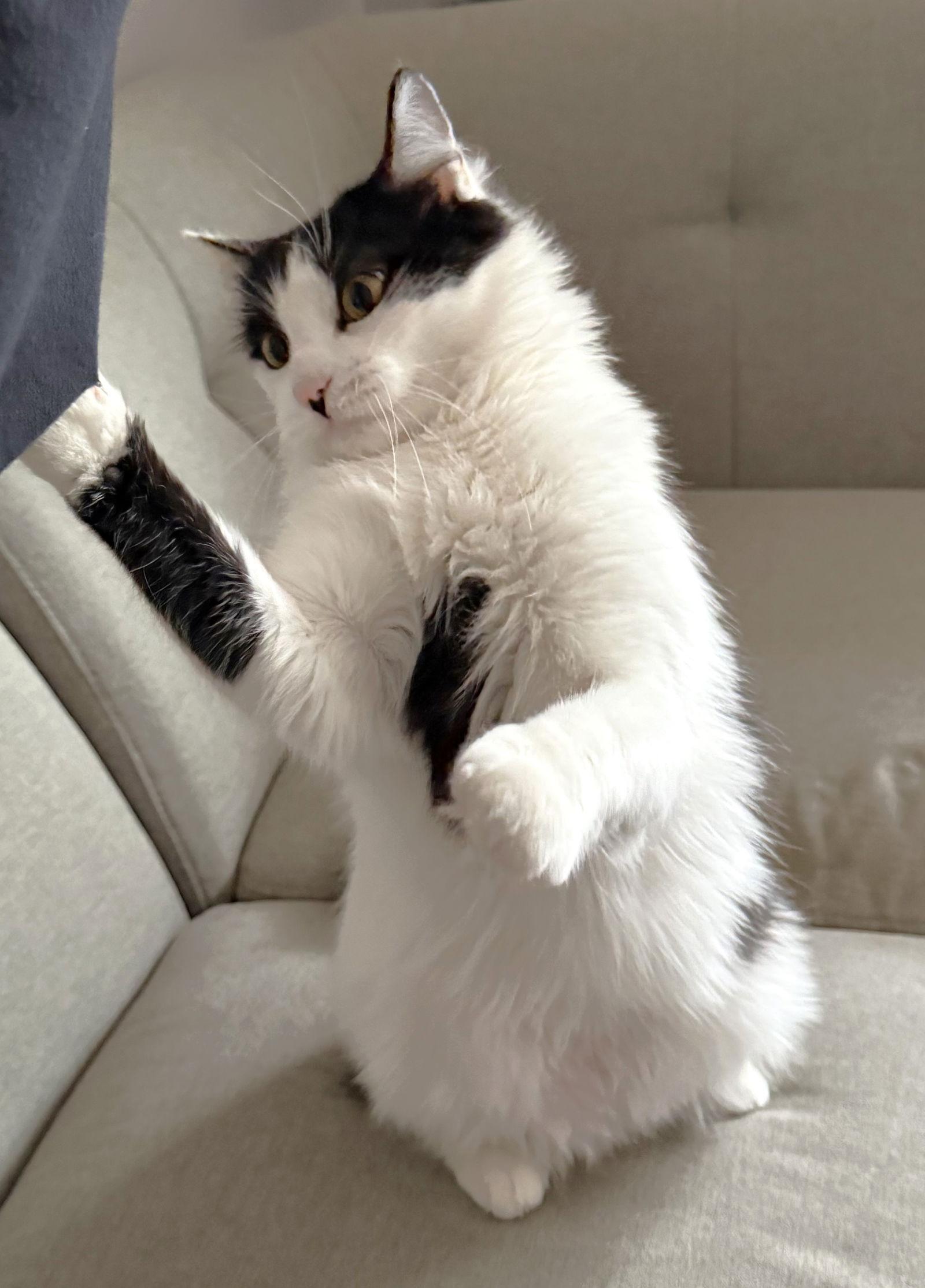 Enlarge Luna Bartley, a Adoptable Domestic Medium Hair in Shawnee, KS image 3/3