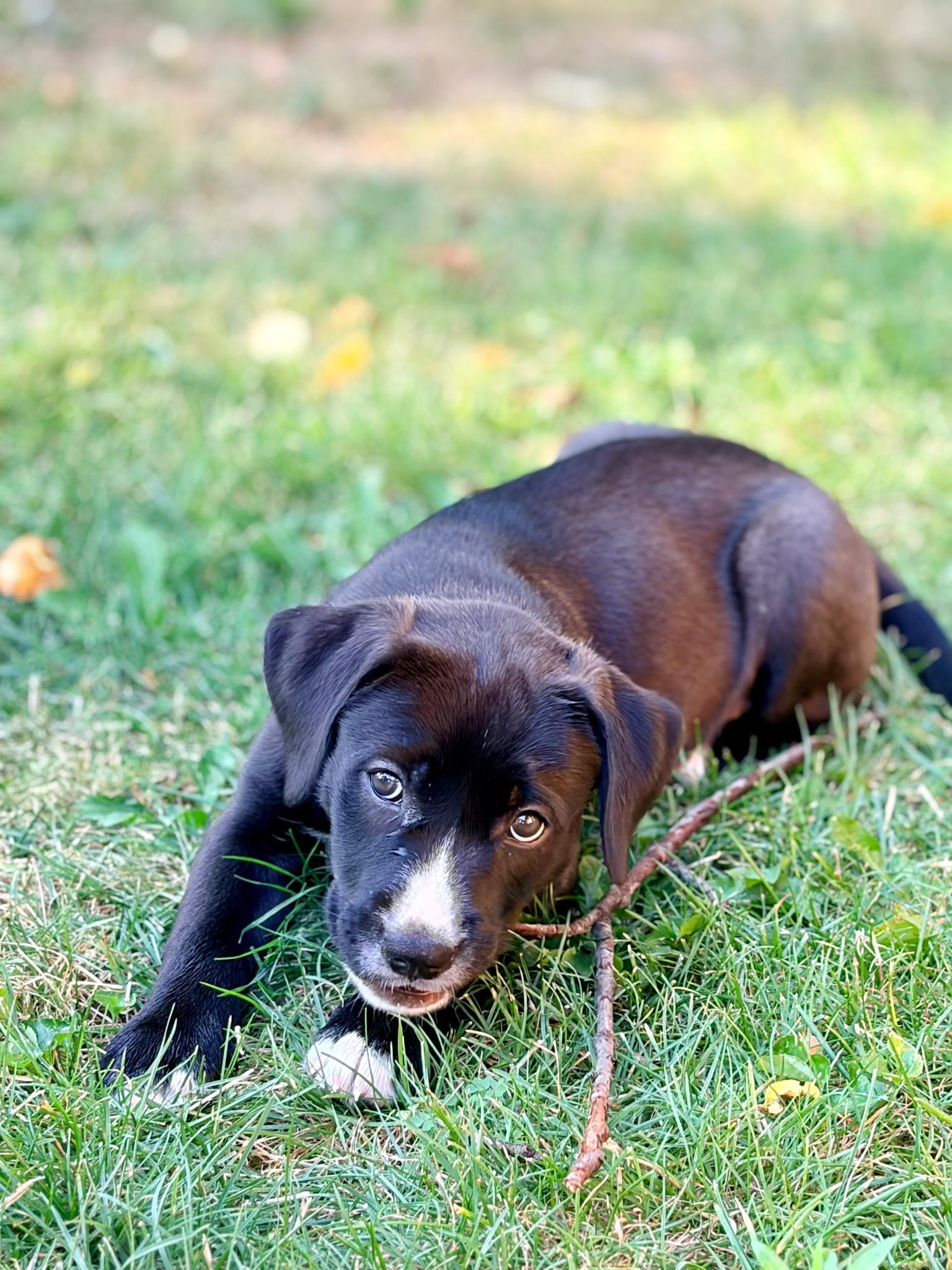 Letty, a ADOPTABLE Mixed Breed in Seville, OH image 2/5