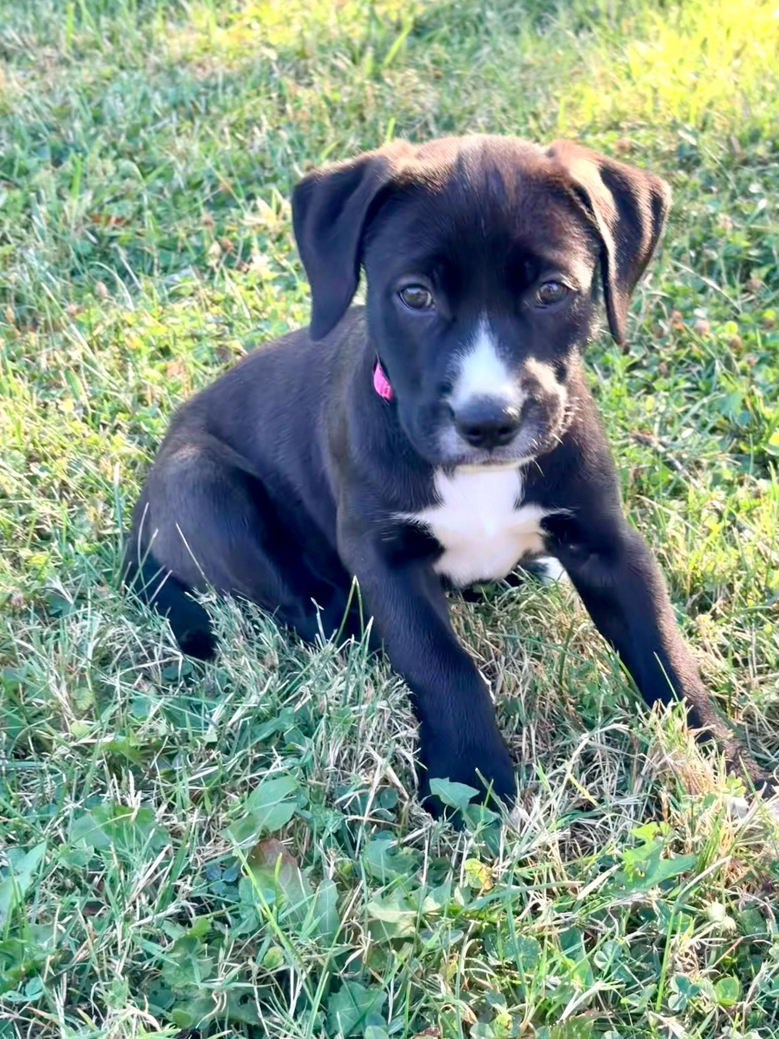 Letty, a ADOPTABLE Mixed Breed in Seville, OH image 3/5