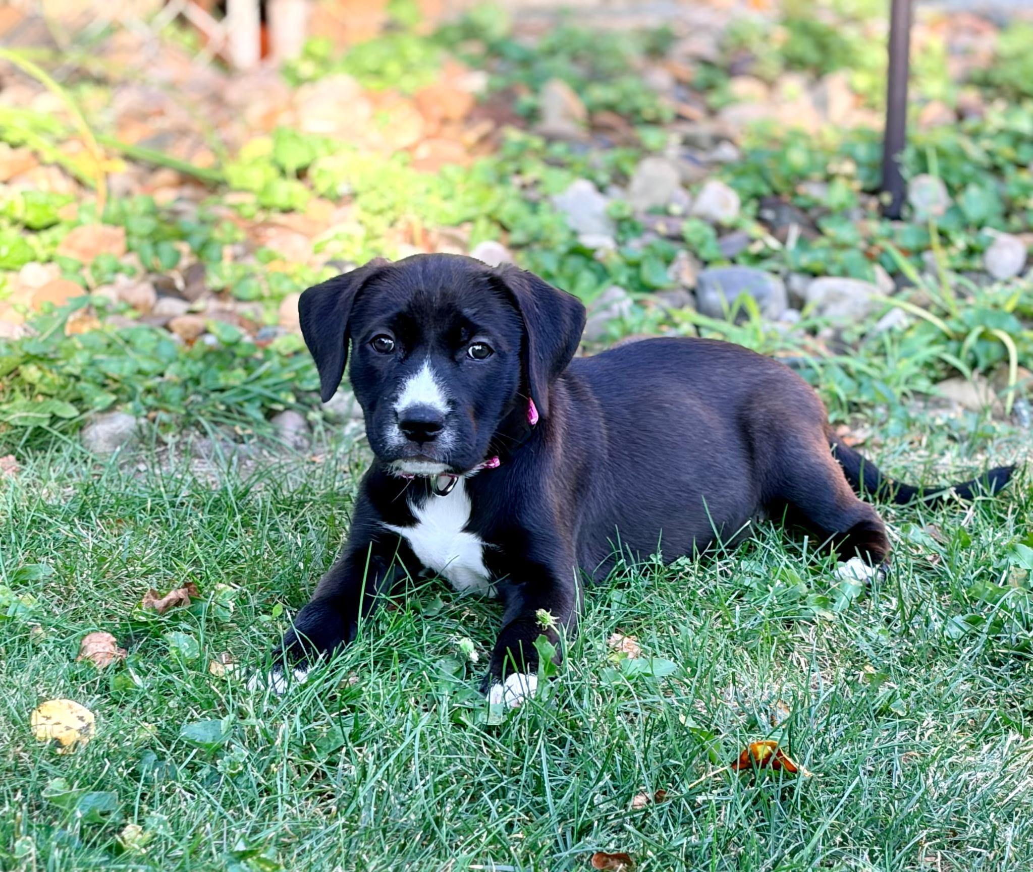 Letty, ADOPTABLE, Puppy Female Mixed Breed.