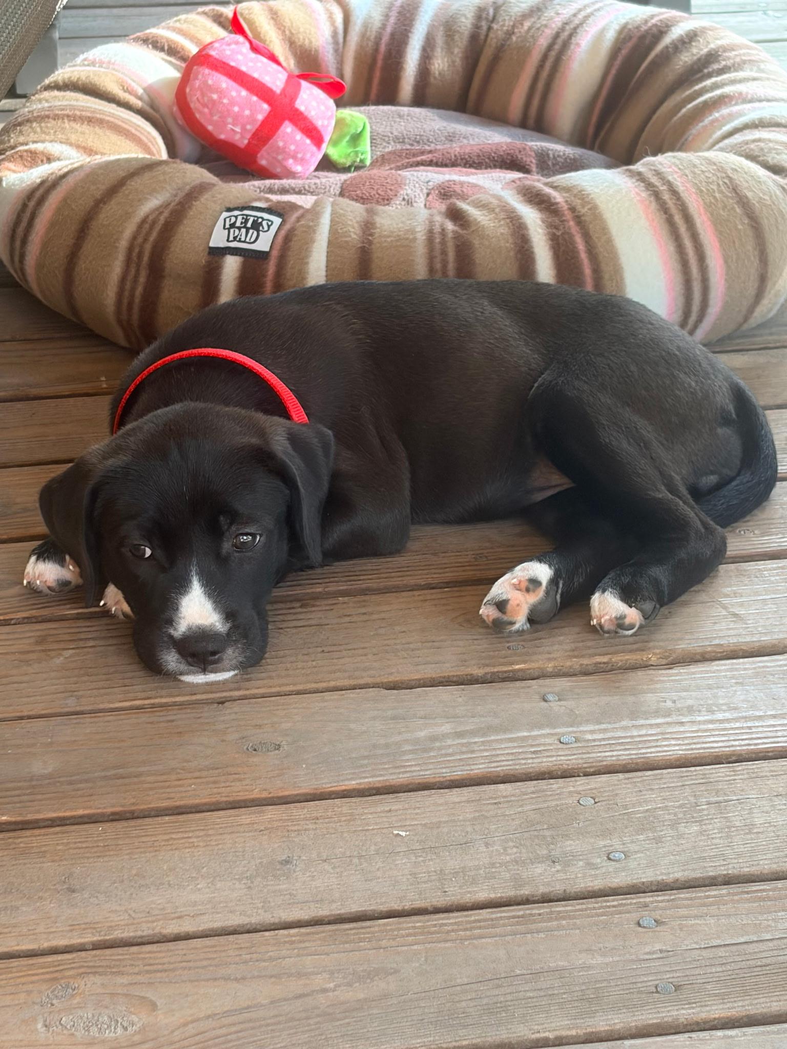 Letty, a ADOPTABLE Mixed Breed in Seville, OH image 5/5