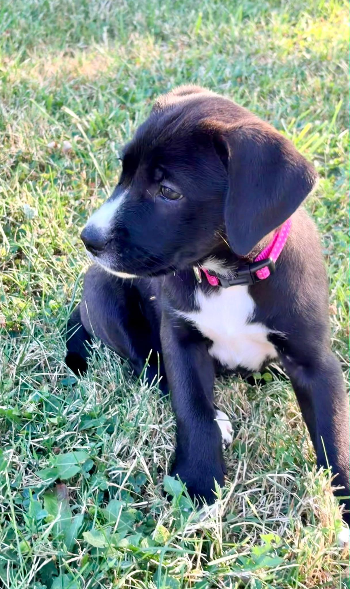 Letty, a ADOPTABLE Mixed Breed in Seville, OH image 4/5
