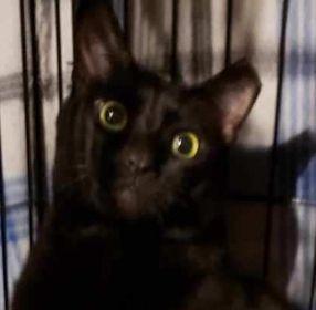 Marshmallow & Scout, Adoptable, Young Male Maine Coon & Domestic Short Hair.