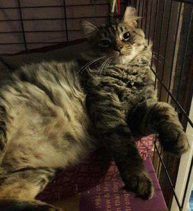 Marshmallow & Scout, Adoptable, Young Male Maine Coon & Domestic Short Hair.