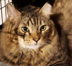 Marshmallow & Scout, a Adoptable mixed breed in Baltimore, MD image 2/6