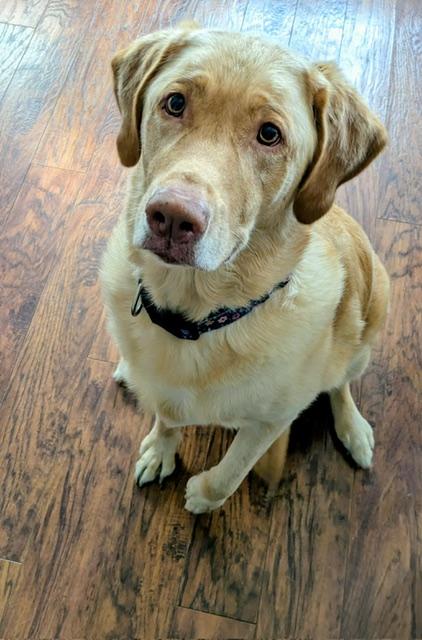 Chloe (Jazz) --Courtesy post Huron County Humane Society, a ADOPTABLE Labrador Retriever in Medina, OH image 1/3