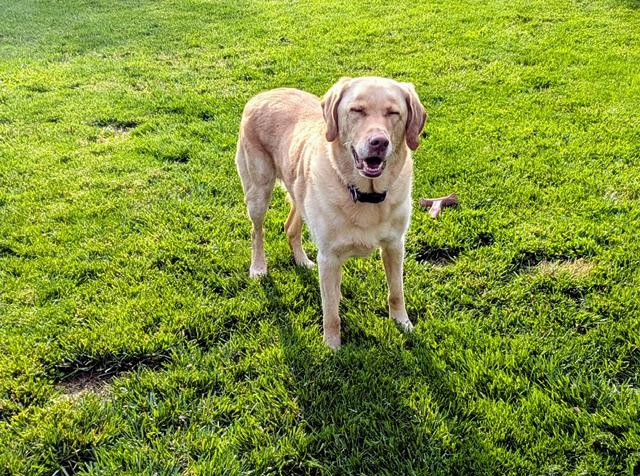 Chloe (Jazz) --Courtesy post Huron County Humane Society, a ADOPTABLE Labrador Retriever in Medina, OH image 2/3