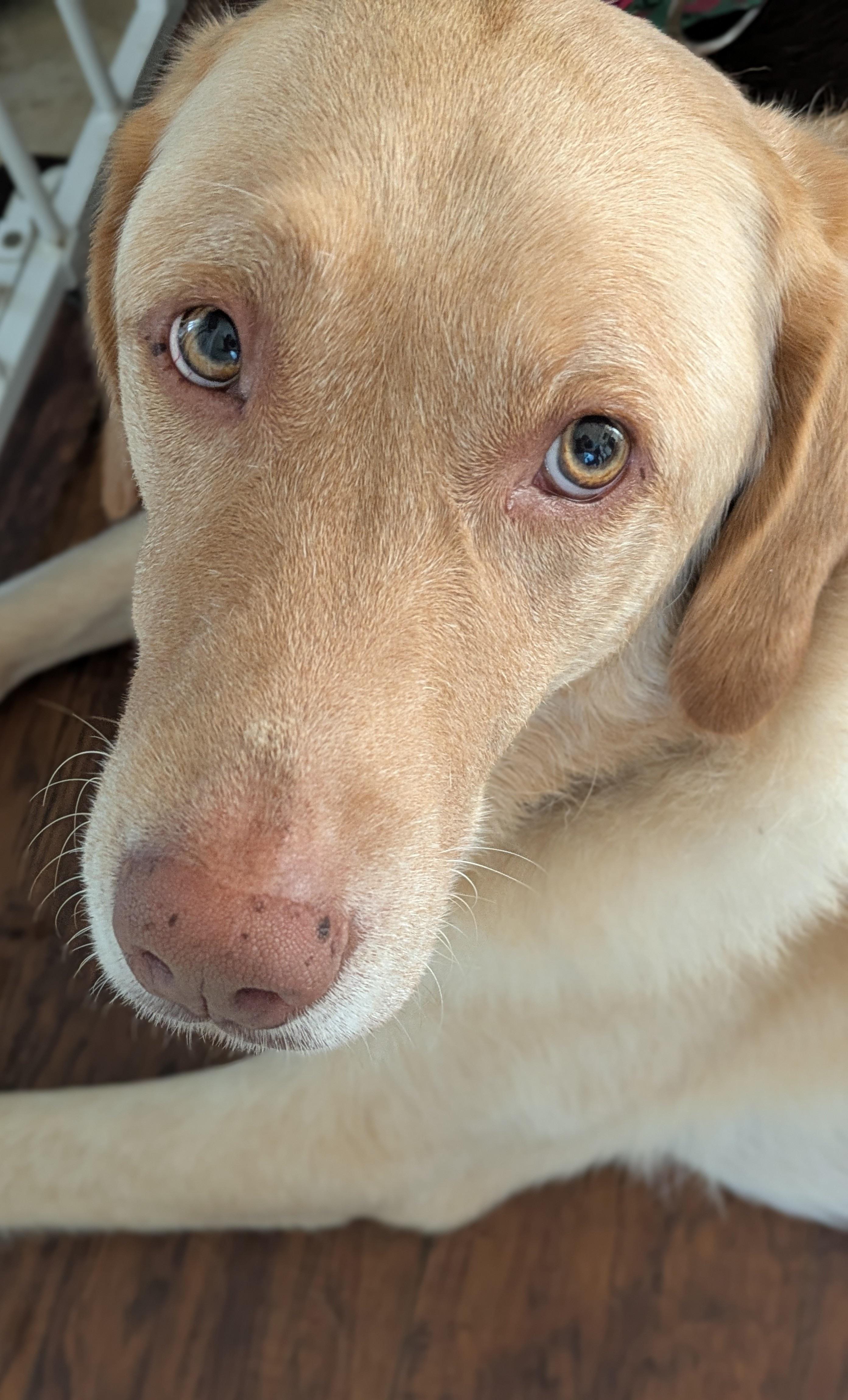 Chloe (Jazz) --Courtesy post in foster with Huron County Humane Society, an adoptable Labrador Retriever in Medina, OH image 1/4