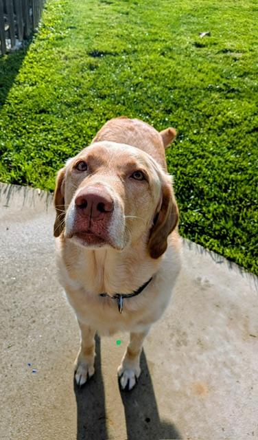 Chloe (Jazz) --Courtesy post Huron County Humane Society, a ADOPTABLE Labrador Retriever in Medina, OH image 3/3