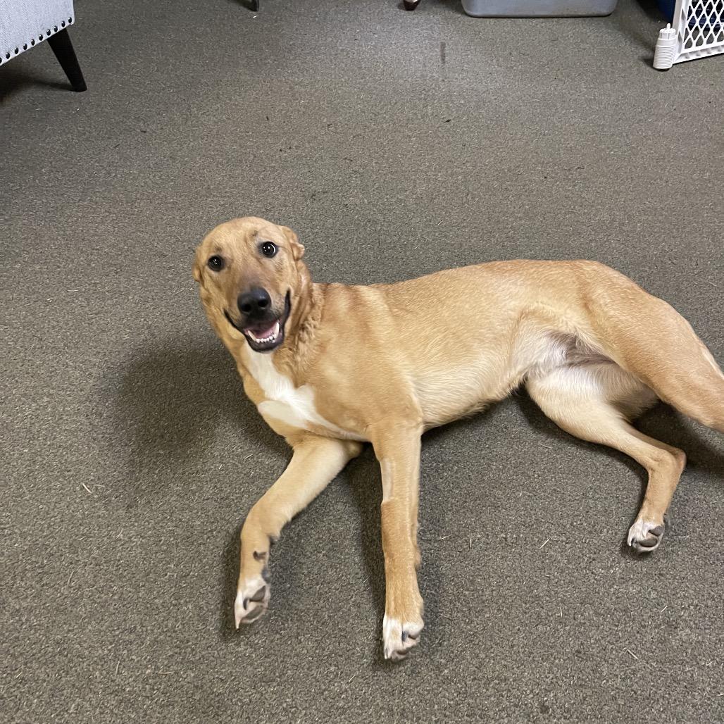 Enlarge FREYA, an adopted mixed breed in Graham, WA image 3/4