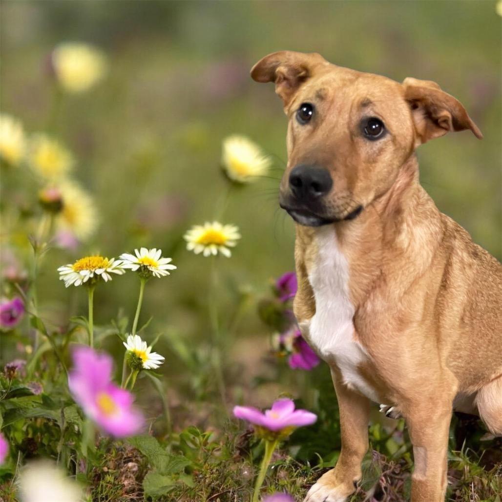 Enlarge FREYA, an adopted mixed breed in Graham, WA image 1/4
