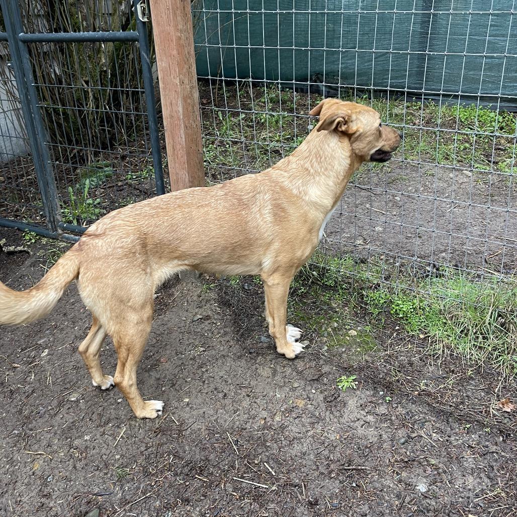 Enlarge FREYA, an adopted mixed breed in Graham, WA image 4/4