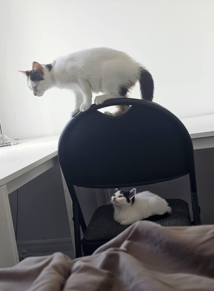 Sophia, Adoptable, Young Female Domestic Short Hair.