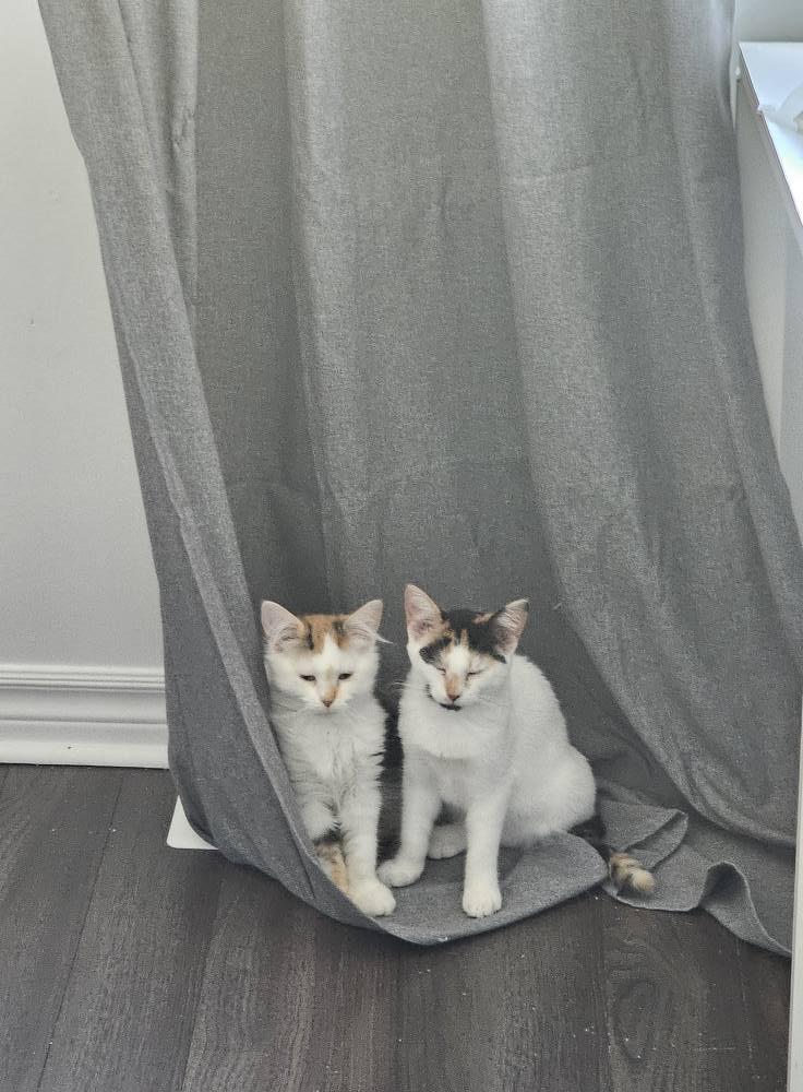 Enlarge Sophia, a Adoptable Domestic Short Hair in Kemptville, ON image 2/6