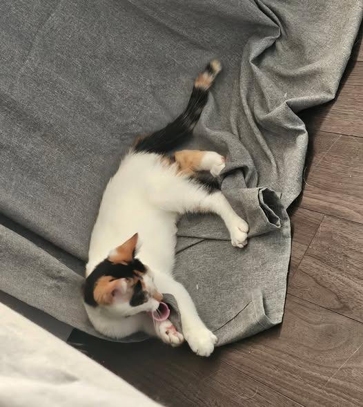 Enlarge Sophia, a Adoptable Domestic Short Hair in Kemptville, ON image 3/6