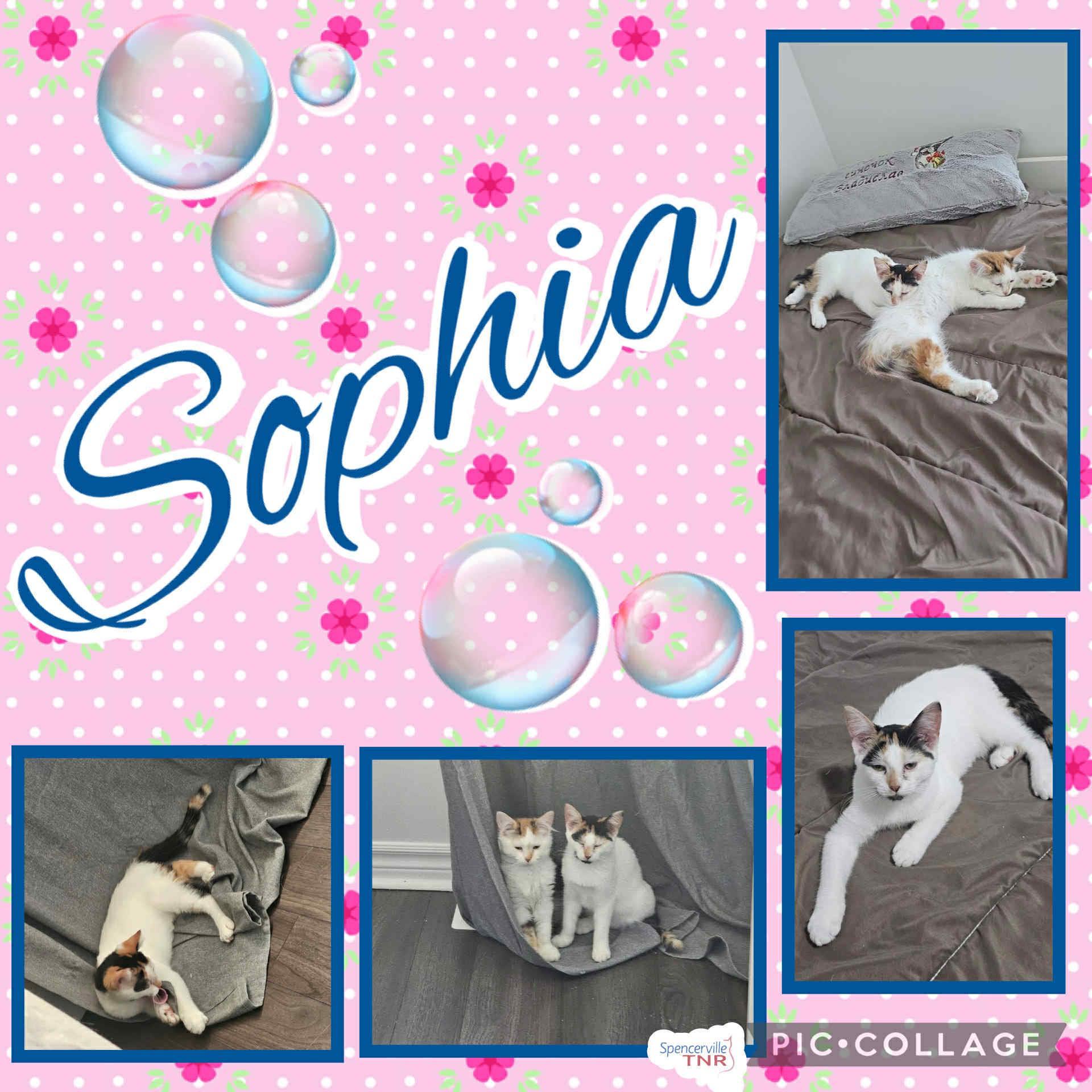 Enlarge Sophia, a Adoptable Domestic Short Hair in Kemptville, ON image 5/6