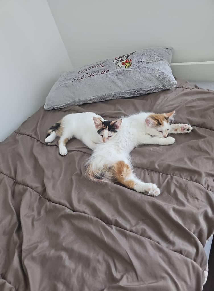 Enlarge Sophia, a Adoptable Domestic Short Hair in Kemptville, ON image 6/6