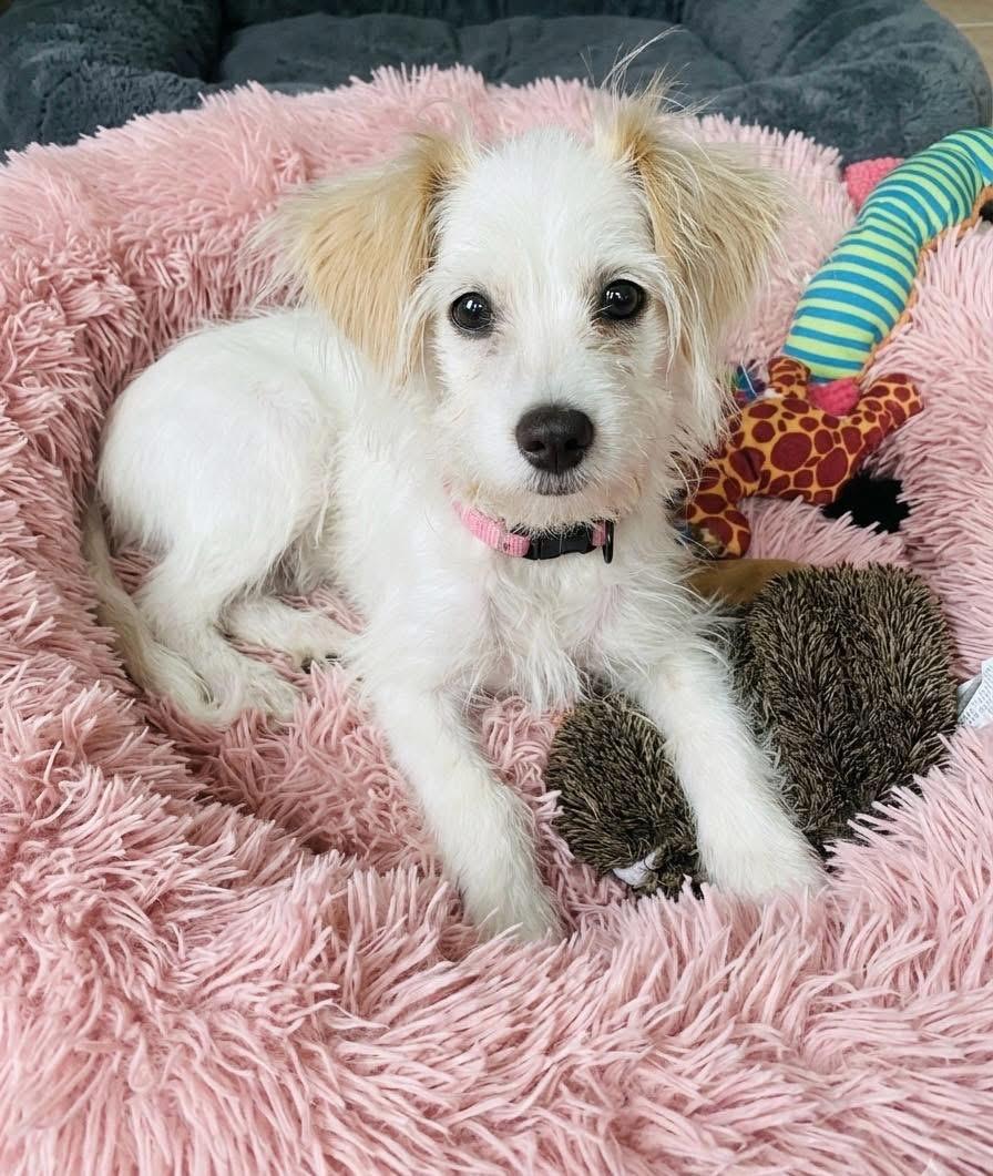 Enlarge Maya, an adopted mixed breed in Rockwall, TX image 1/1