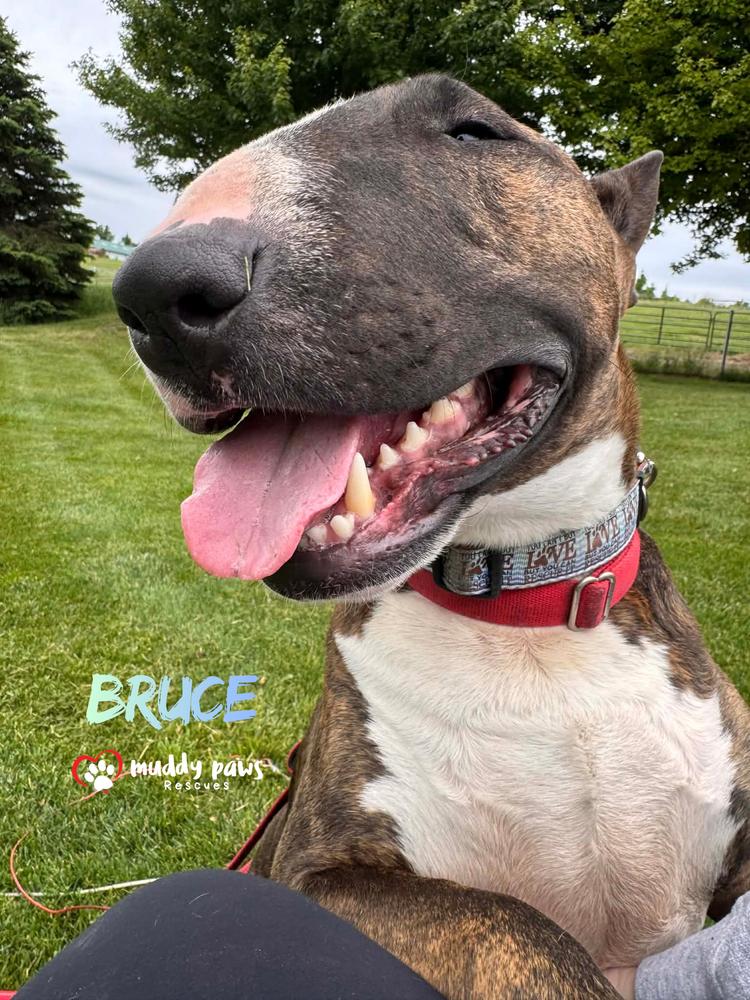 Bruce, a Adoptable Bull Terrier in Council Bluffs, IA image 1/6