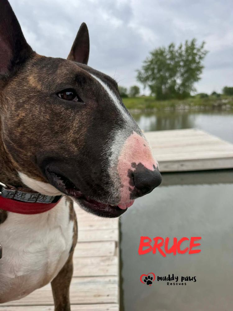 Bruce, a Adoptable Bull Terrier in Council Bluffs, IA image 2/6