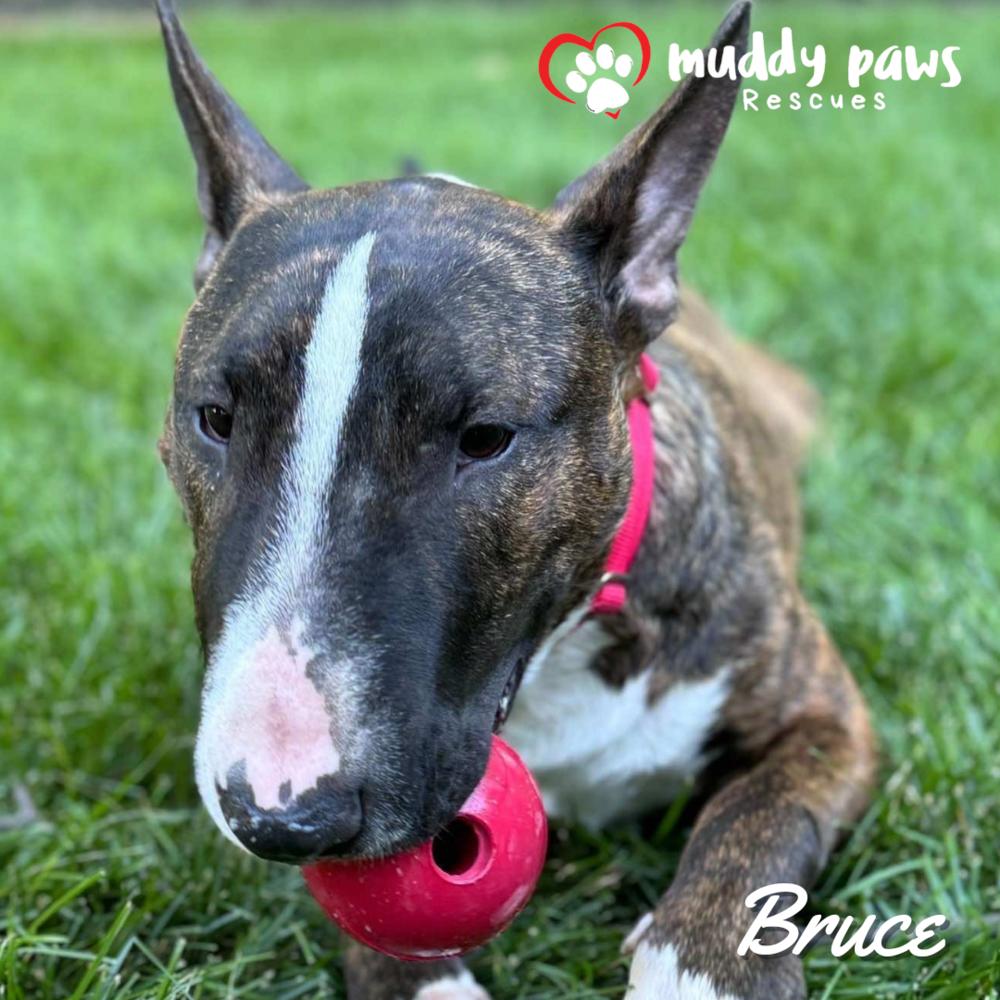 Enlarge Bruce, a Adoptable Bull Terrier in Council Bluffs, IA image 3/6