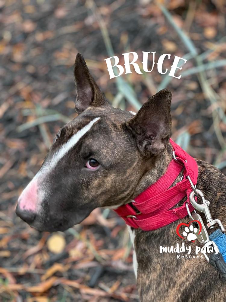 Enlarge Bruce, a Adoptable Bull Terrier in Council Bluffs, IA image 4/6