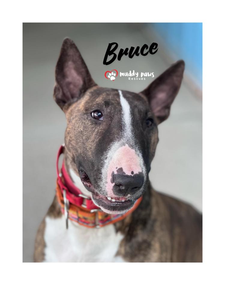 Enlarge Bruce, a Adoptable Bull Terrier in Council Bluffs, IA image 5/6