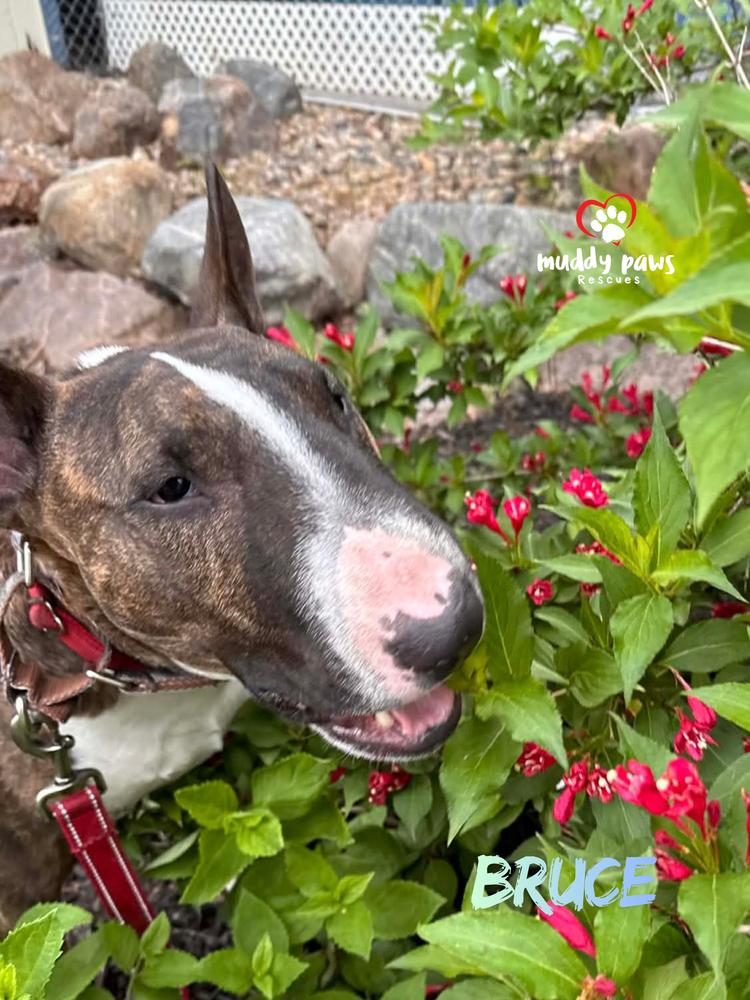 Bruce, a Adoptable Bull Terrier in Council Bluffs, IA image 6/6