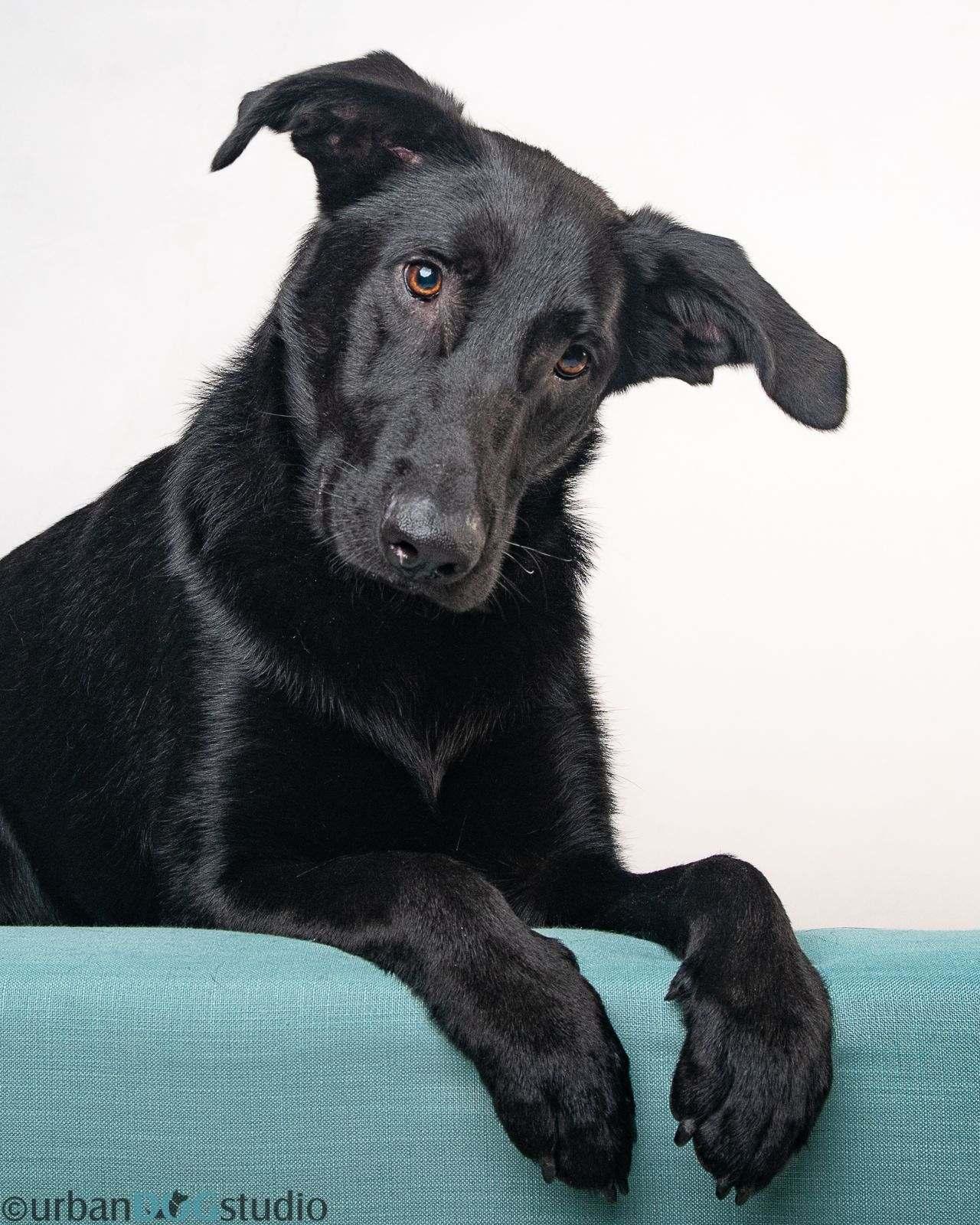 Bear - M, Adoptable, Young Male Labrador Retriever & Shepherd.