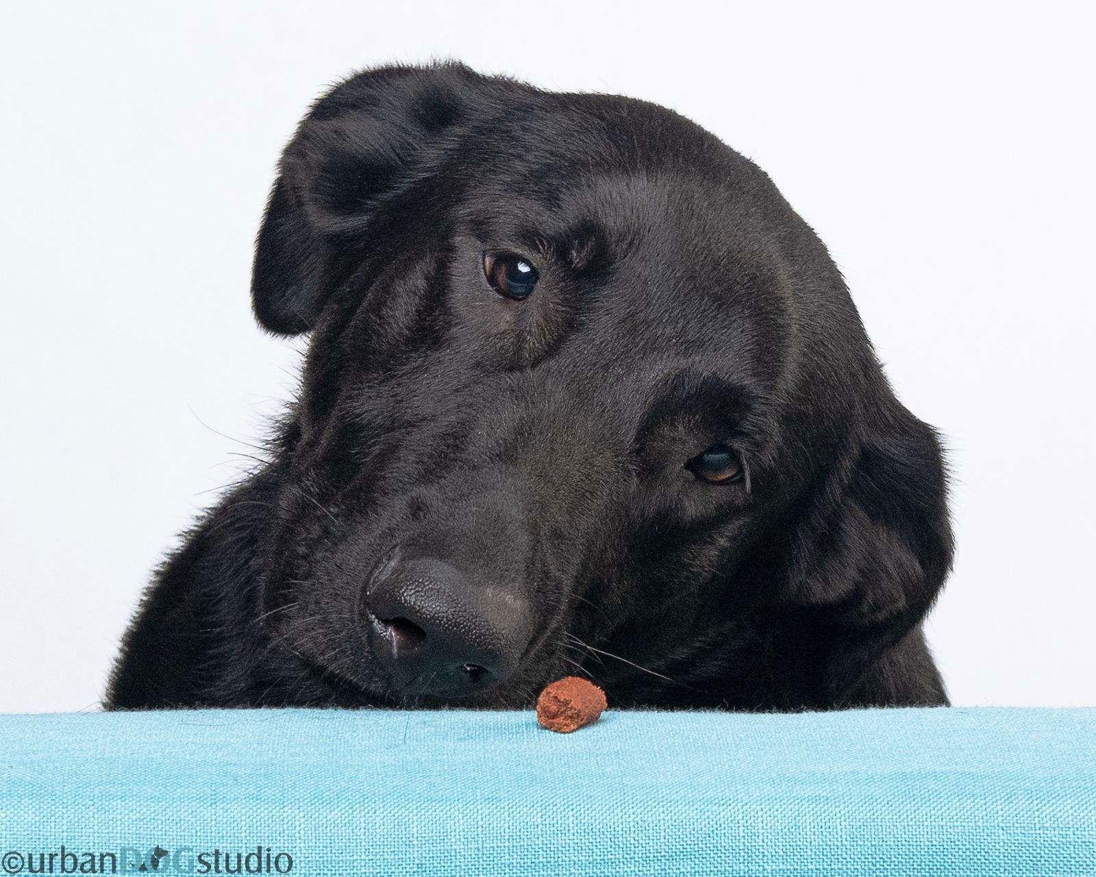 Bear - M, a Adoptable mixed breed in Tampa, FL image 2/3