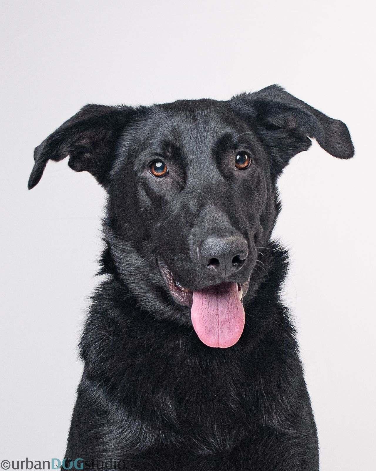 Bear - M, a Adoptable mixed breed in Tampa, FL image 3/3