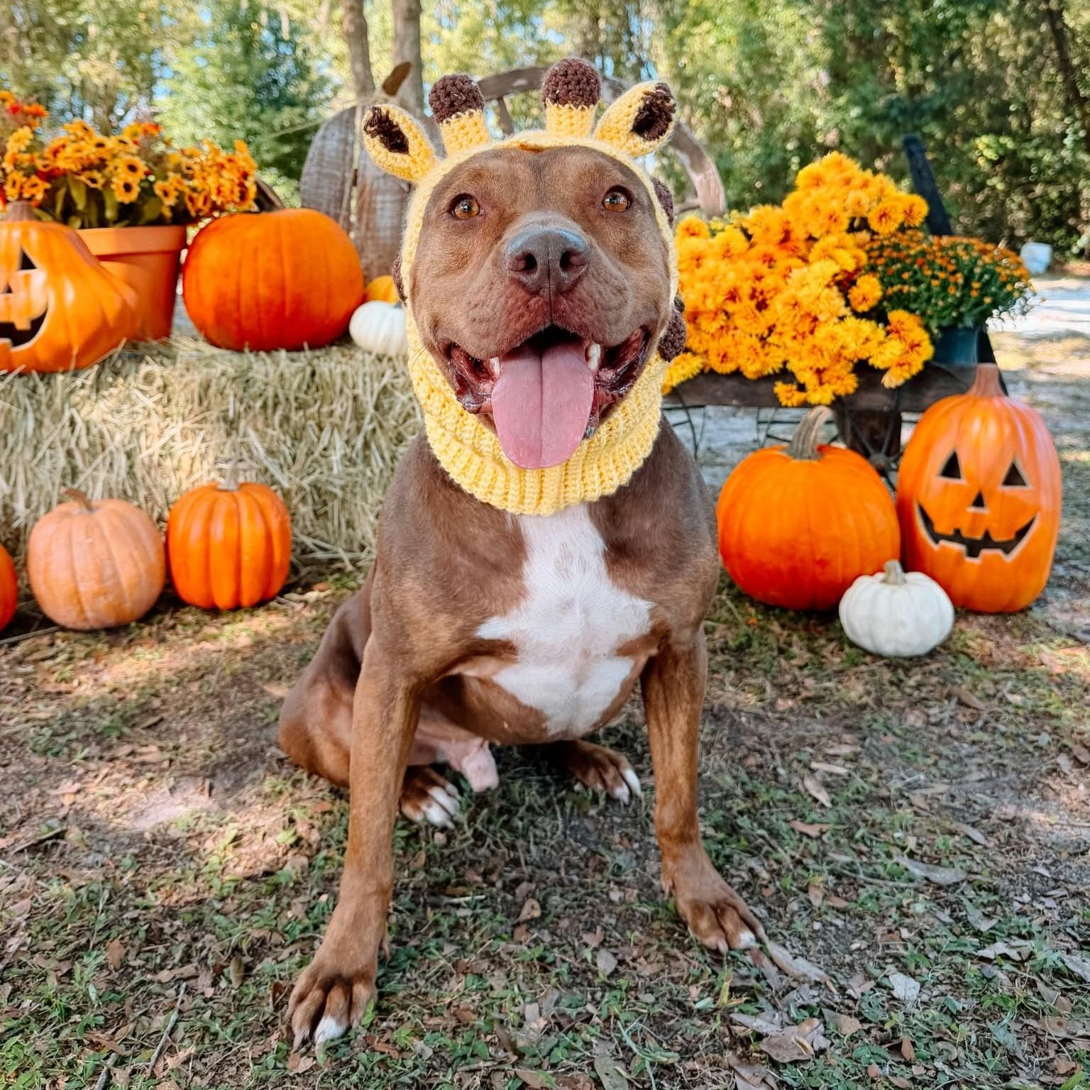 Clifford (Trained) photo