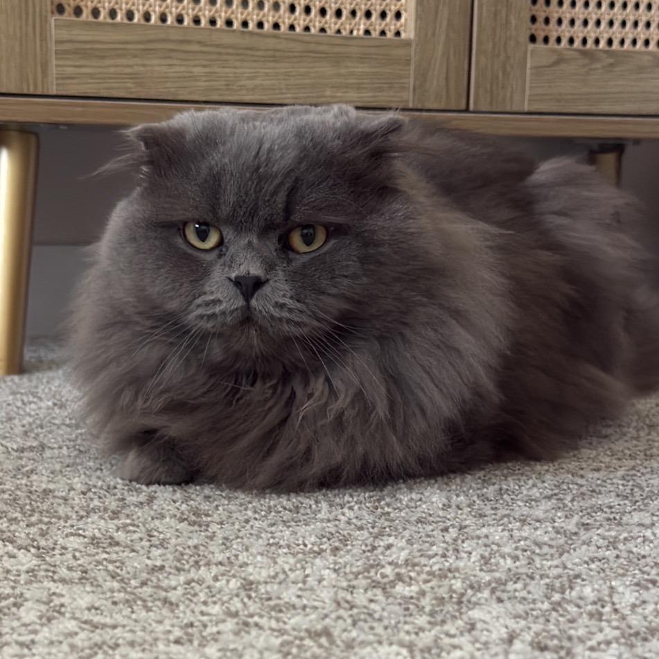 Enlarge Shai, a Adoptable Scottish Fold in Washougal, WA image 1/5
