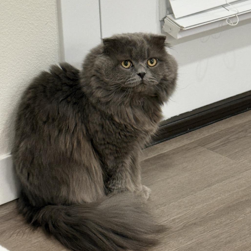 Enlarge Shai, a Adoptable Scottish Fold in Washougal, WA image 2/5