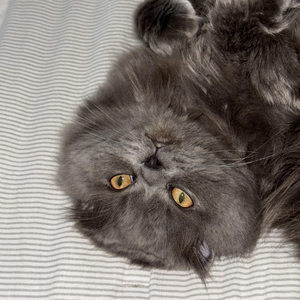 Enlarge Shai, a Adoptable Scottish Fold in Washougal, WA image 3/5