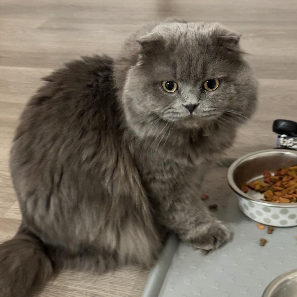 Enlarge Shai, a Adoptable Scottish Fold in Washougal, WA image 4/5