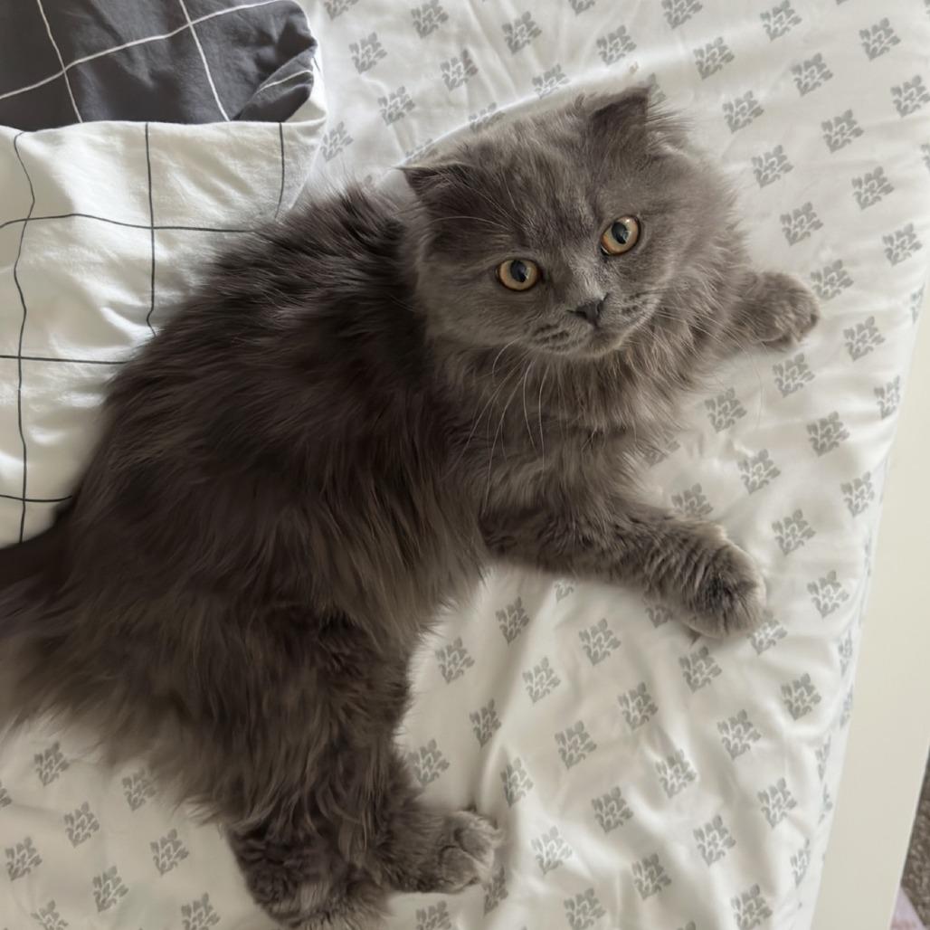 Enlarge Shai, a Adoptable Scottish Fold in Washougal, WA image 5/5