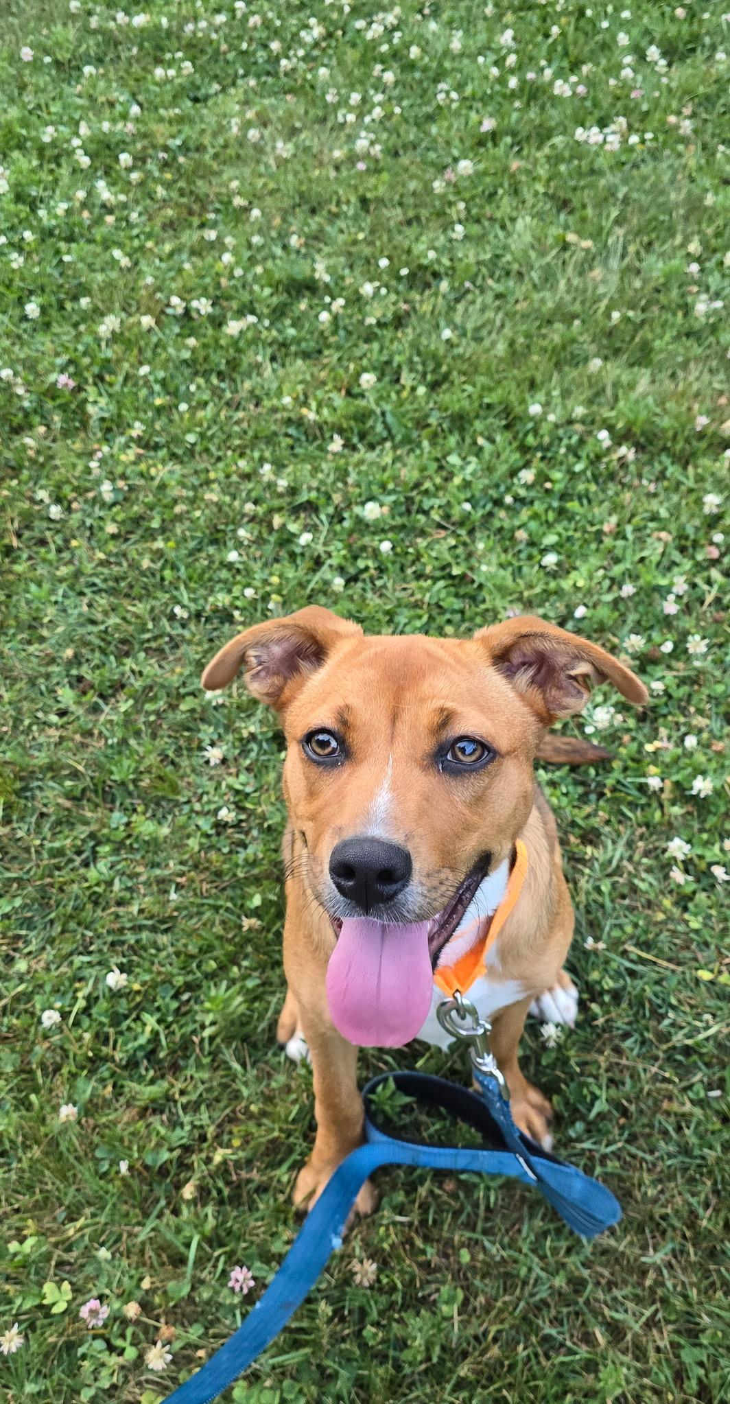 Andrea, Baby Female Black Mouth Cur