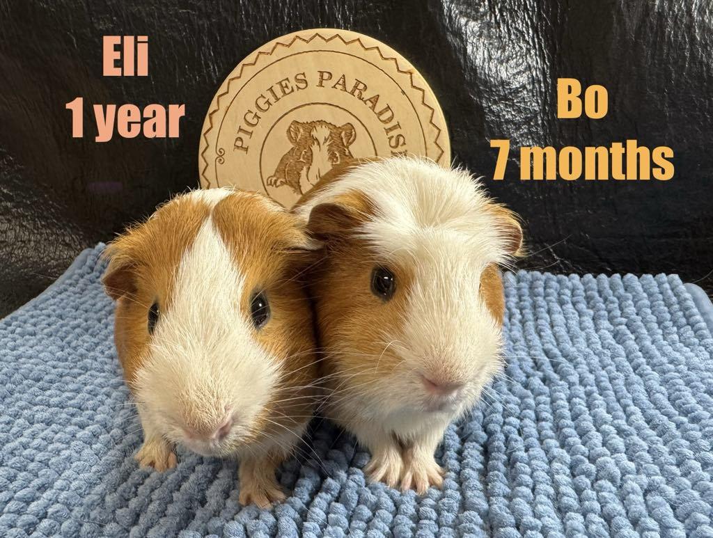 Eli & Bo, Adoptable, Young Male Short-Haired.