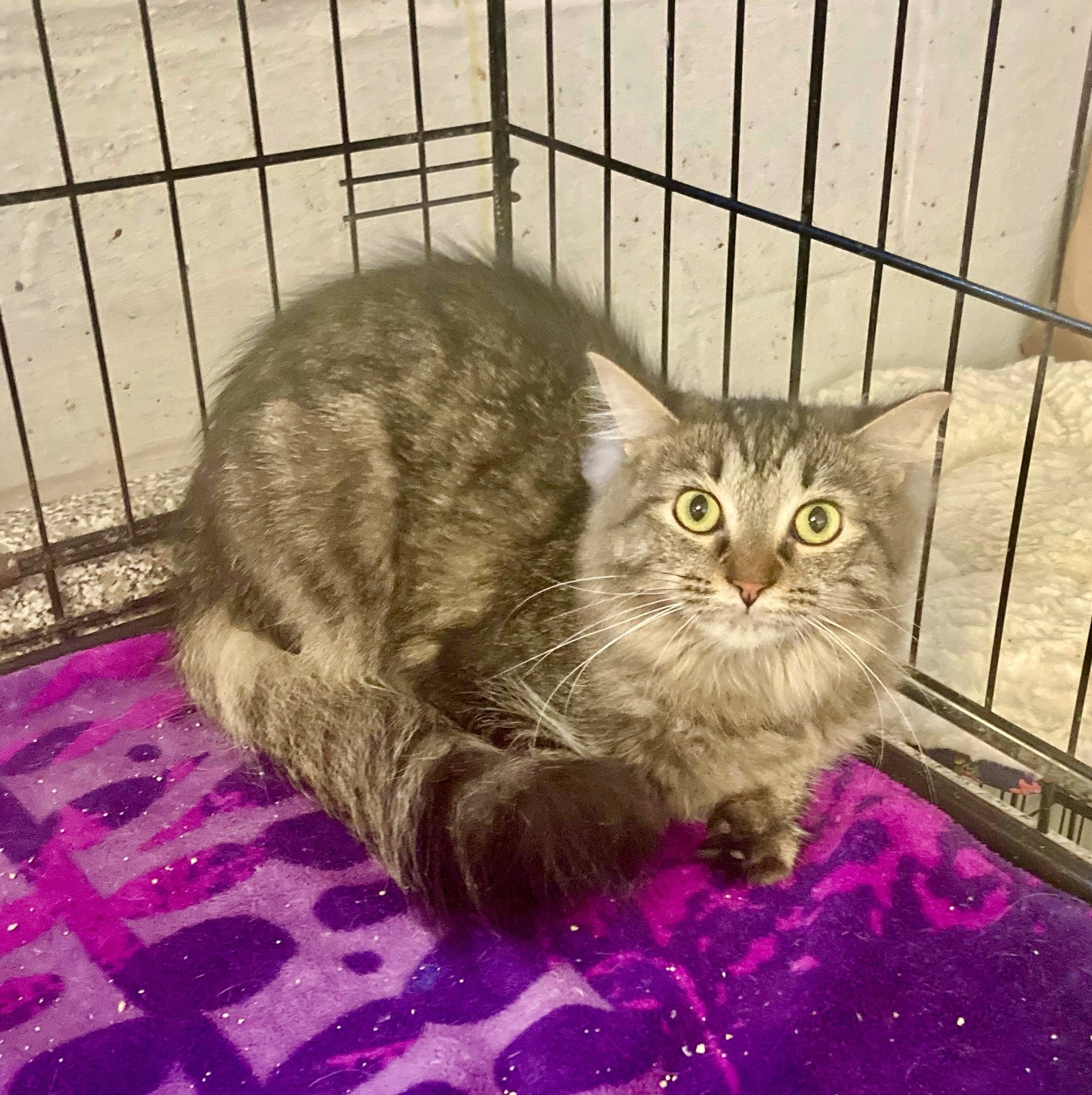 Fiorella, a Adoptable Domestic Long Hair in River Edge, NJ image 2/6