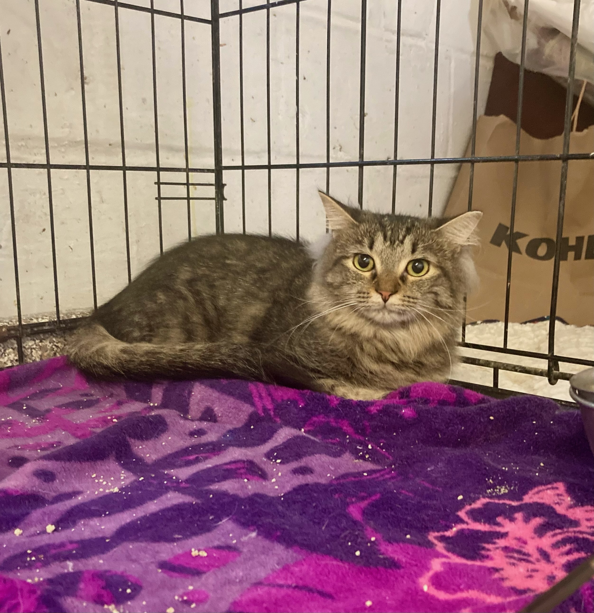 Fiorella, a Adoptable Domestic Long Hair in River Edge, NJ image 6/6