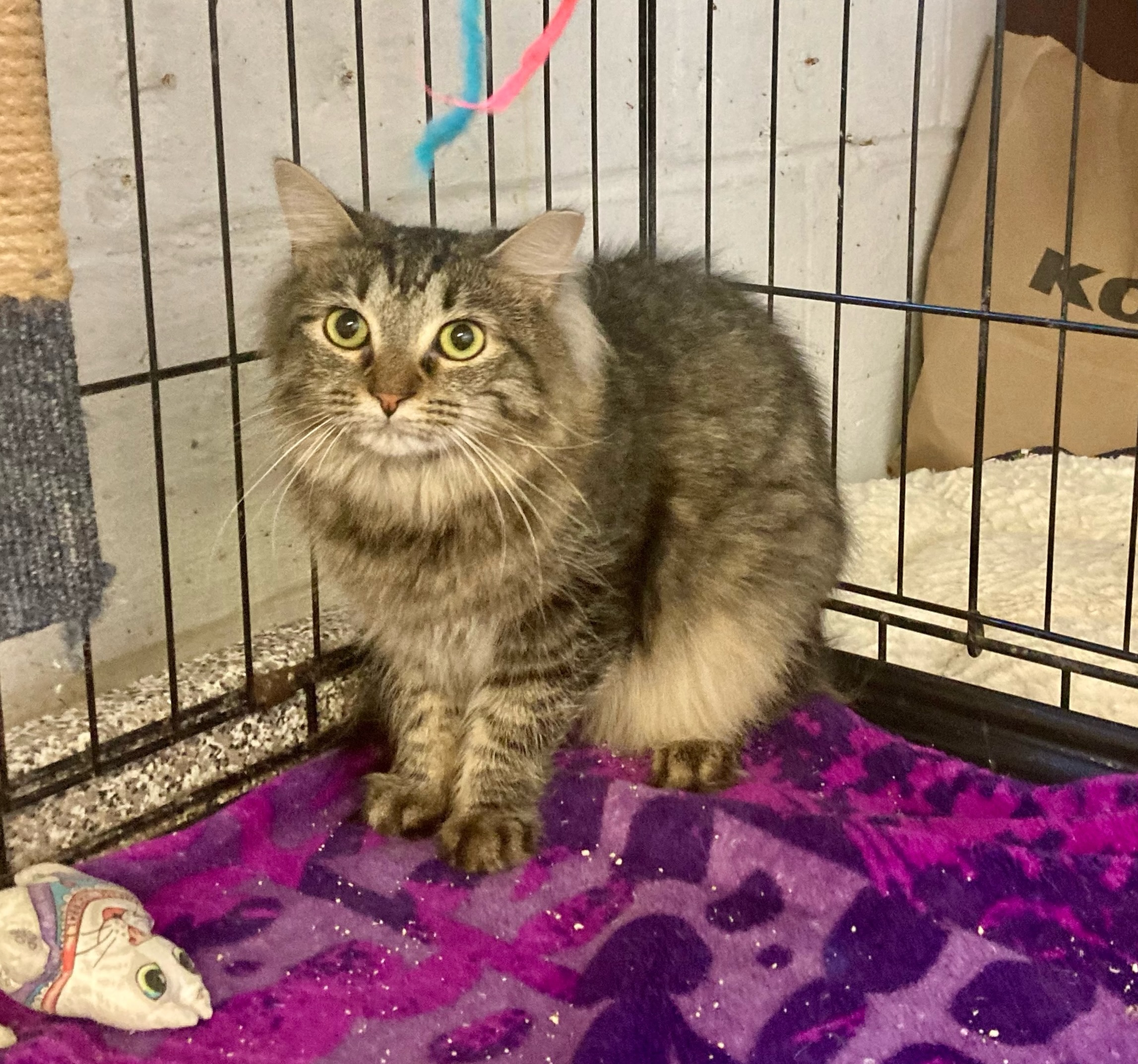 Fiorella, Young Female Domestic Long Hair