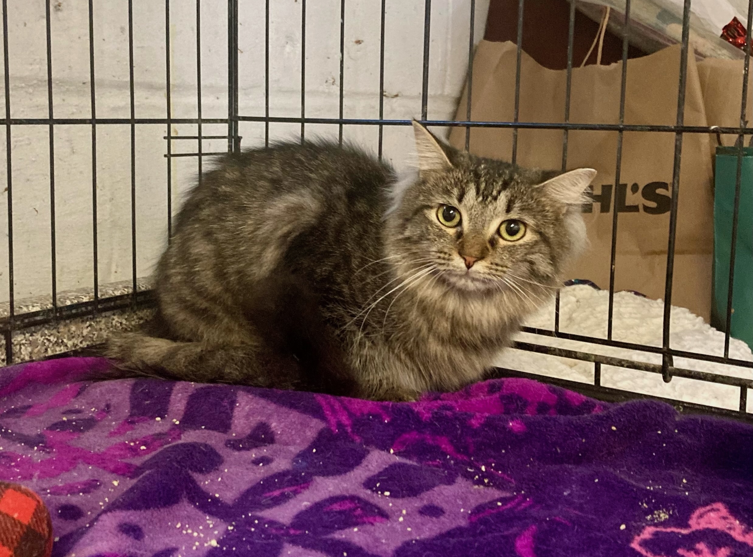 Fiorella, a Adoptable Domestic Long Hair in River Edge, NJ image 5/6