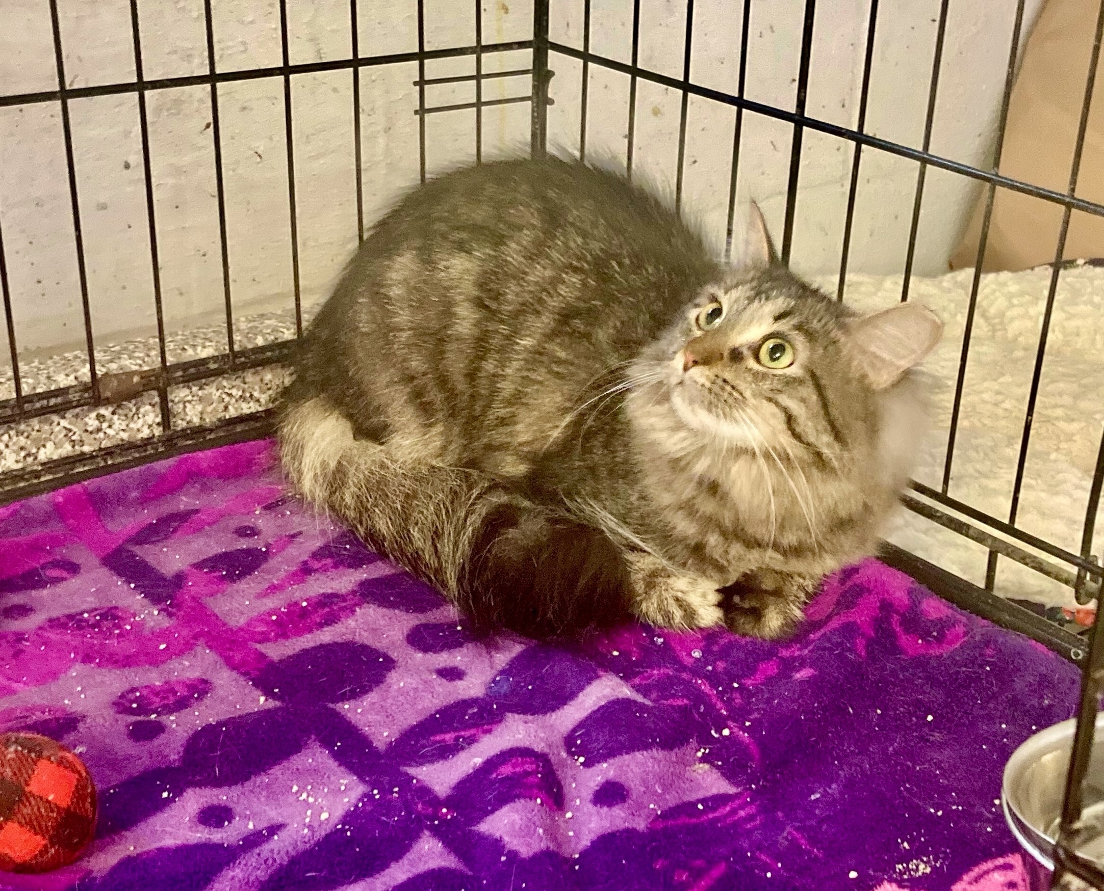 Fiorella, a Adoptable Domestic Long Hair in River Edge, NJ image 4/6