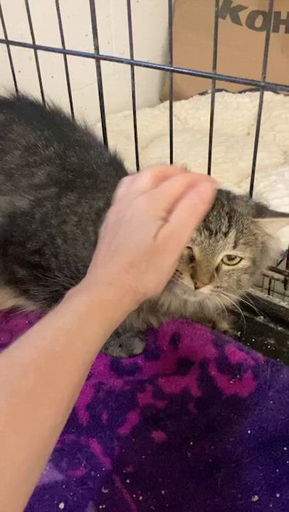 Enlarge Fiorella, a Adoptable Domestic Long Hair in River Edge, NJ video 3/6