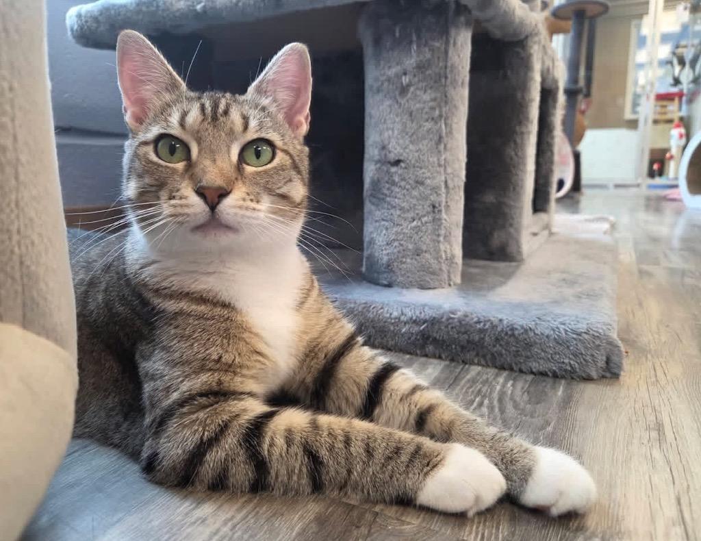 Moxie, Adoptable, Young Female Domestic Short Hair.