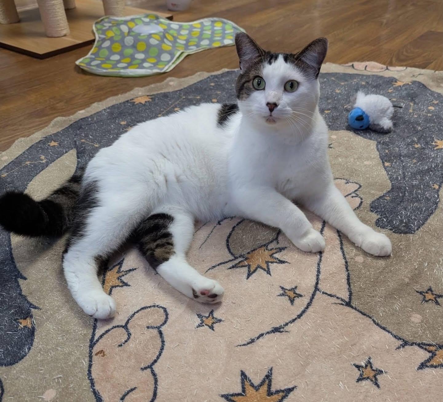 Enlarge Jack & JIll, a Adoptable Domestic Short Hair in McDonald, PA image 5/6