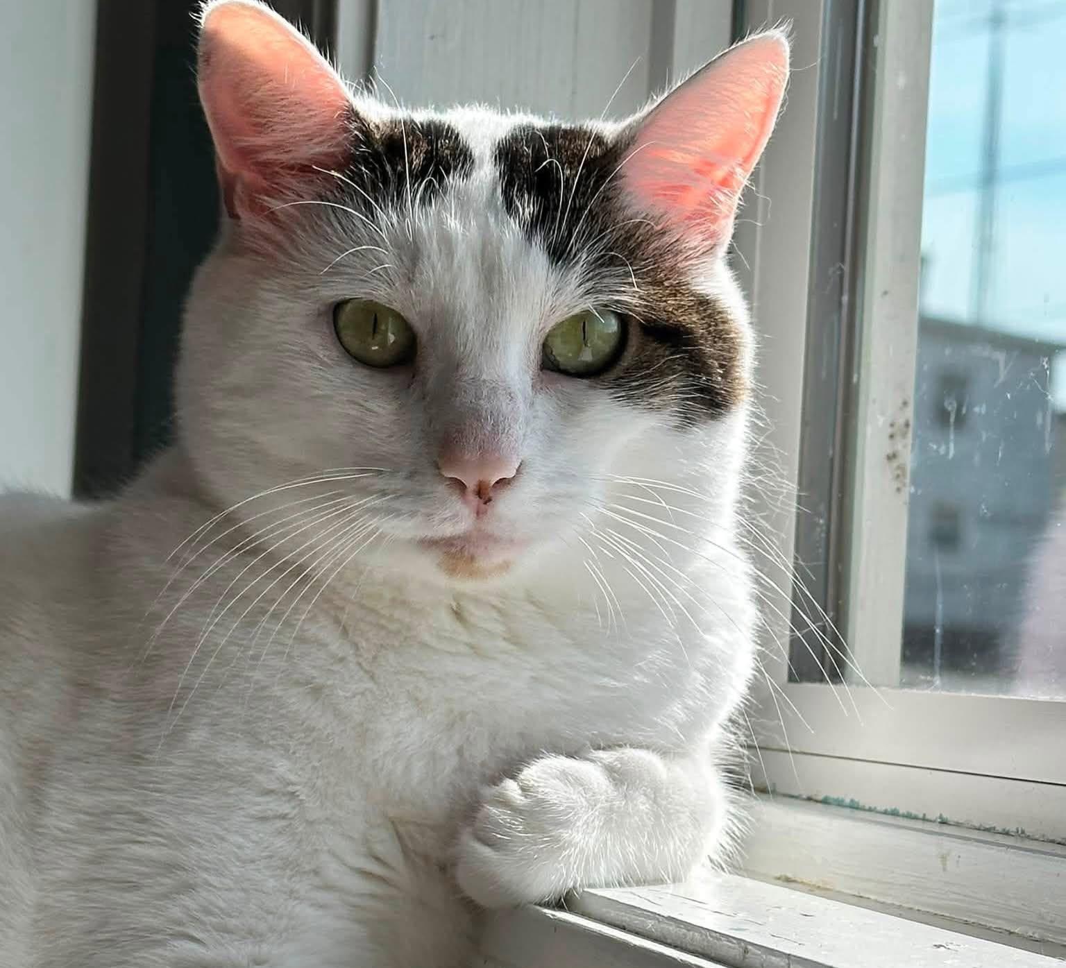Enlarge Jack & JIll, a Adoptable Domestic Short Hair in McDonald, PA image 3/6